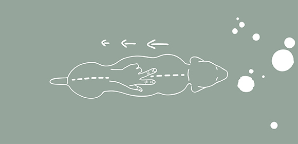 Skizze einer Ratte von oben mit Pfeilen, die Bewegung nach links anzeigen, auf grünem Hintergrund