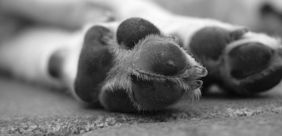 Nahaufnahme einer Hundepranke mit sichtbaren Ballen und feinen Haaren auf rauem Boden in Schwarz-Weiß