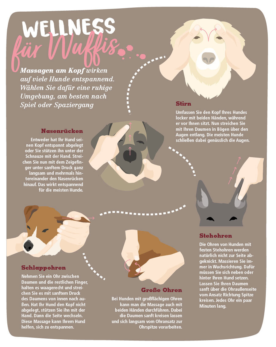 Ratgeber_Hund_Streicheln_900x1130 Hund streicheln