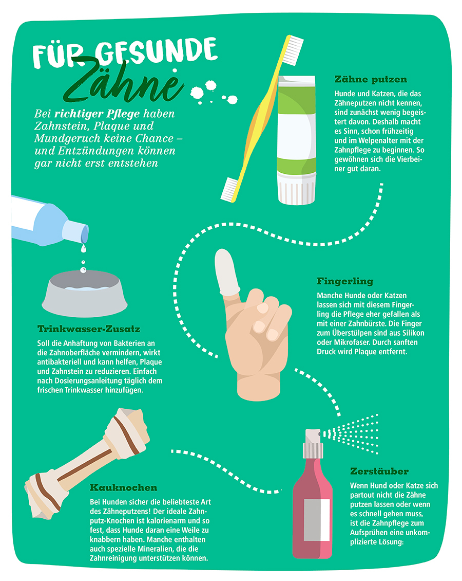 Ratgeber_Hund_Zahnpflege_900x1130 Zahnpflege Hund