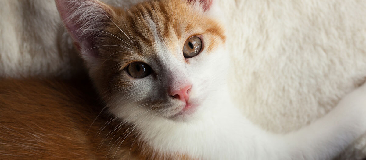 Ratgeber Katze Gesundheit Nahaufnahme einer jungen orange-weißen Katze mit rosa Nase und braunen Augen, die ruhig in die Kamera schaut.