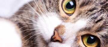 Nahaufnahme eines Katzenkopfes mit grünen Augen, rosa Nase und weiß-braunem Fellmuster