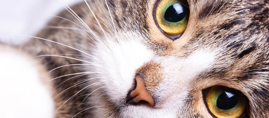 Nahaufnahme eines Katzenkopfes mit grünen Augen, rosa Nase und weiß-braunem Fellmuster