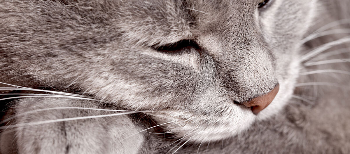 Nahaufnahme eines schlafenden grauen Katers mit geschlossenen Augen und feinen Schnurrhaaren