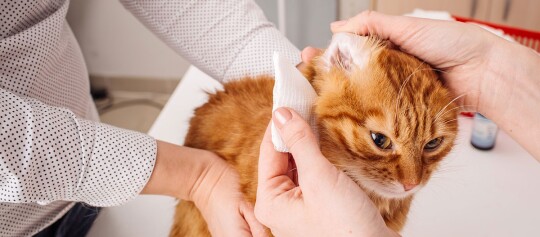 Rote Katze wird von Tierarzt mit Mulltupfer am Ohr behandelt, sanfte Pflege und medizinische Versorgung