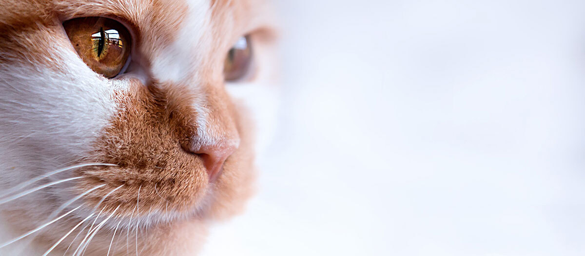 Ratgeber Katze Gesundheit Sinne Nahaufnahme einer Katze