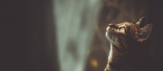 Nahaufnahme einer getigerten Katze, die aufmerksam nach oben schaut, mit weichem Licht und unscharfem Hintergrund