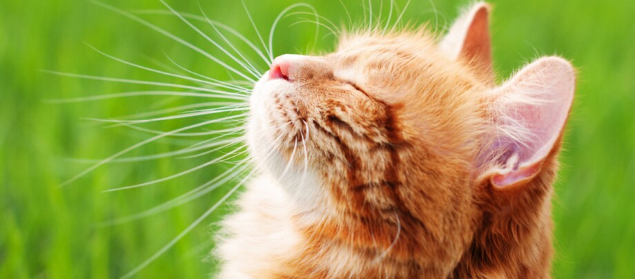 Eine Katze genießt die Sonne