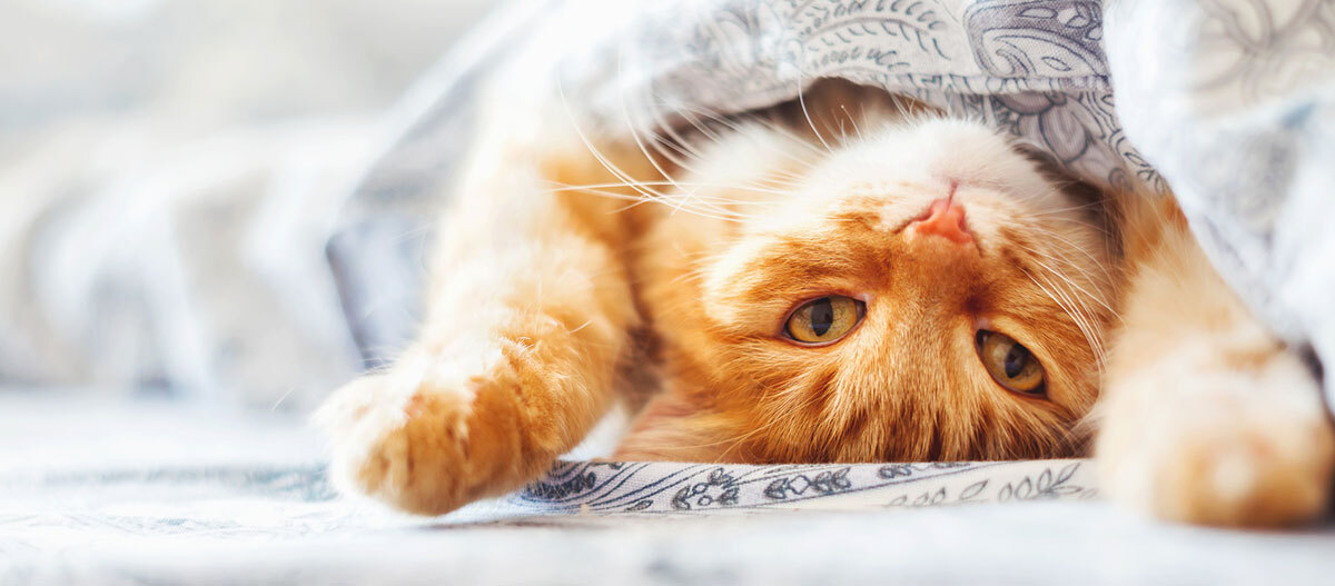 Ratgeber Katze Gesundheit Niedliche orangefarbene Katze liegt entspannt unter einer gemusterten Decke und schaut direkt in die Kamera