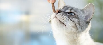 Nahaufnahme einer grauen und weißen Katze mit blauen Augen, die an einem Leckerli schnuppert, das von einer menschlichen Hand gehalten wird.