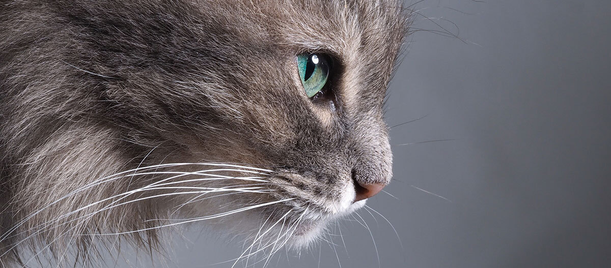 Ratgeber-Katze-Gesundheit_Allergien_Nah_1200x527 Nahaufnahme einer Katze.