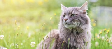 Flauschige graue Katze mit grünen Augen sitzt in einer blühenden Wiese mit gelben und weißen Wildblumen bei warmem Sonnenlicht