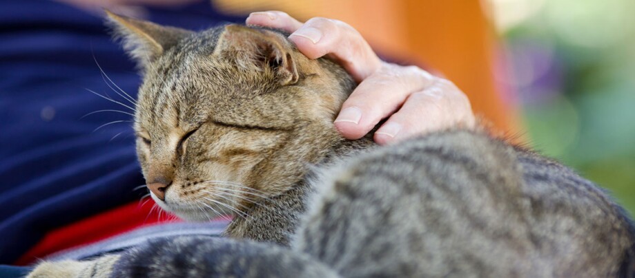Eine Katze liegt auf dem Schoß der Besitzerin und wird gestreichelt Zufriedene getigerte Katze mit geschlossenen Augen, die sanft von einer Hand gestreichelt wird, entspannte Haustierszene