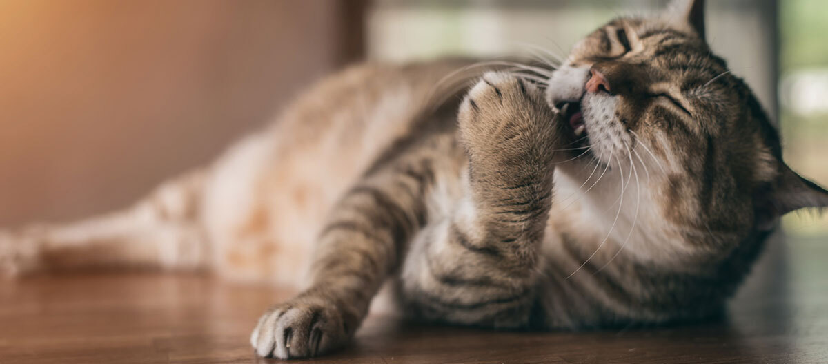 Eine Katze putzt ihre Pfoten Nahaufnahme einer getigerten Katze, die entspannt auf einem Holzboden liegend ihre Pfote leckt