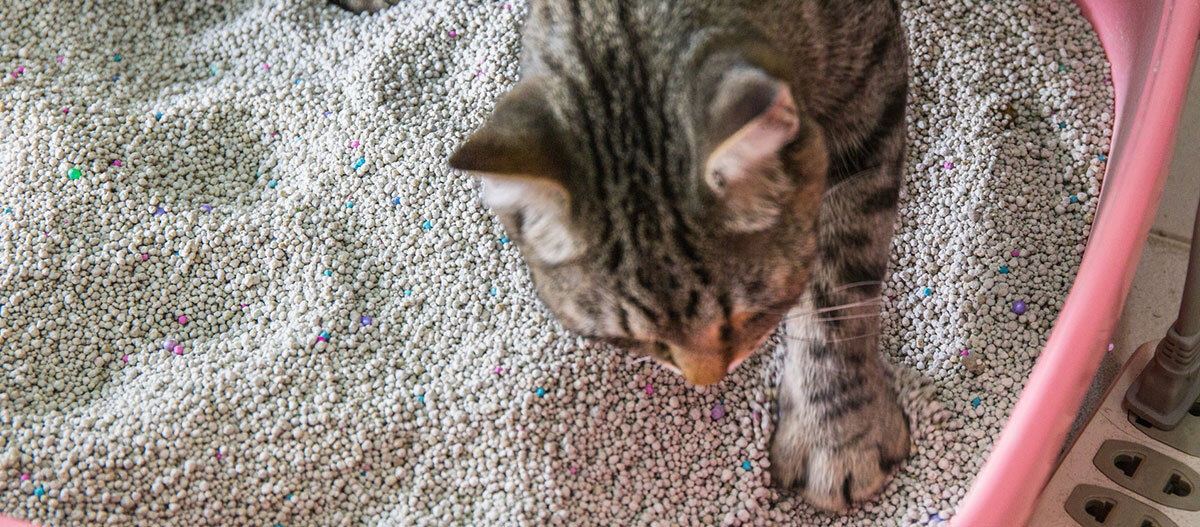 Ein Katze läuft durch Katzenstreu im Katzenklo Nahaufnahme einer getigerten Katze, die in einer rosa Katzentoilette mit klumpender Katzenstreu kratzt.