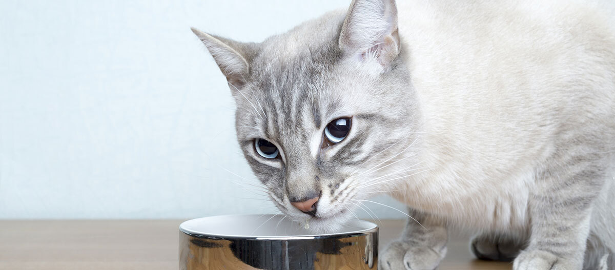 Ratgeber-Katze-Gesundheit_Ernährungssensibel_Napf2_1200x527 Eine Katze sitzt vor ihrem Futternapf.