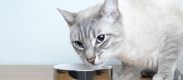 Eine Katze sitzt vor ihrem Futternapf.