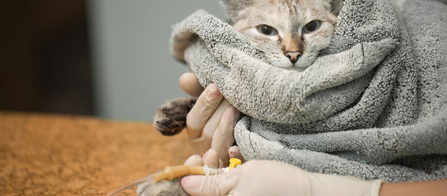 Katze in grauem Handtuch eingewickelt, erhält intravenöse Behandlung beim Tierarzt, medizinische Pflege für Haustiere.