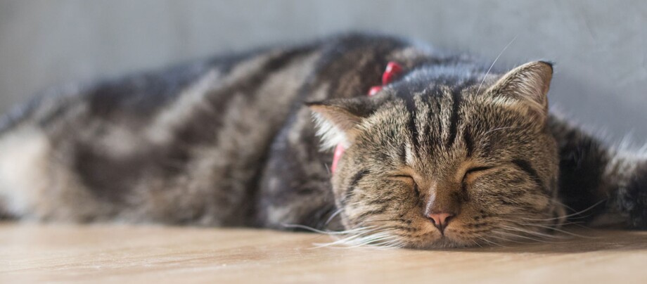 Eine getigerte Katze mit rotem Halsband schläft auf dem Boden liegend Eine getigerte Katze mit rotem Halsband schläft auf dem Boden liegend