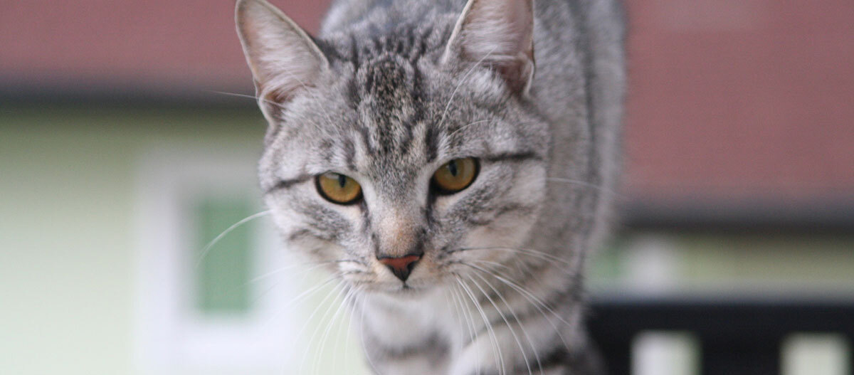 Eine Katze balanciert und schaut direkt in die Kamera.