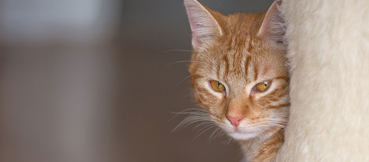 Ratgeber Katze Gesundheit Nahaufnahme einer orangefarbenen Tabby-Katze mit bernsteinfarbenen Augen, die neugierig hinter einer hellen Oberfläche hervorschaut