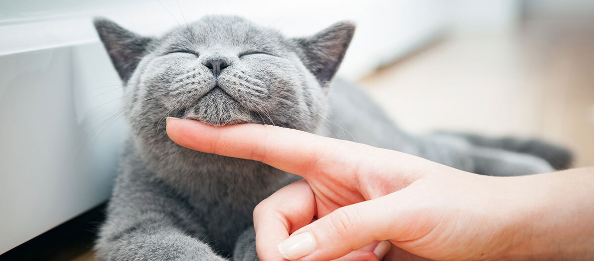 Ratgeber-Katze-Gesundheit_Katzenpflege_Streicheln_1200x527 Eine Katze wird gestreichelt.