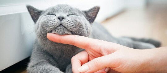 Eine Katze wird gestreichelt.