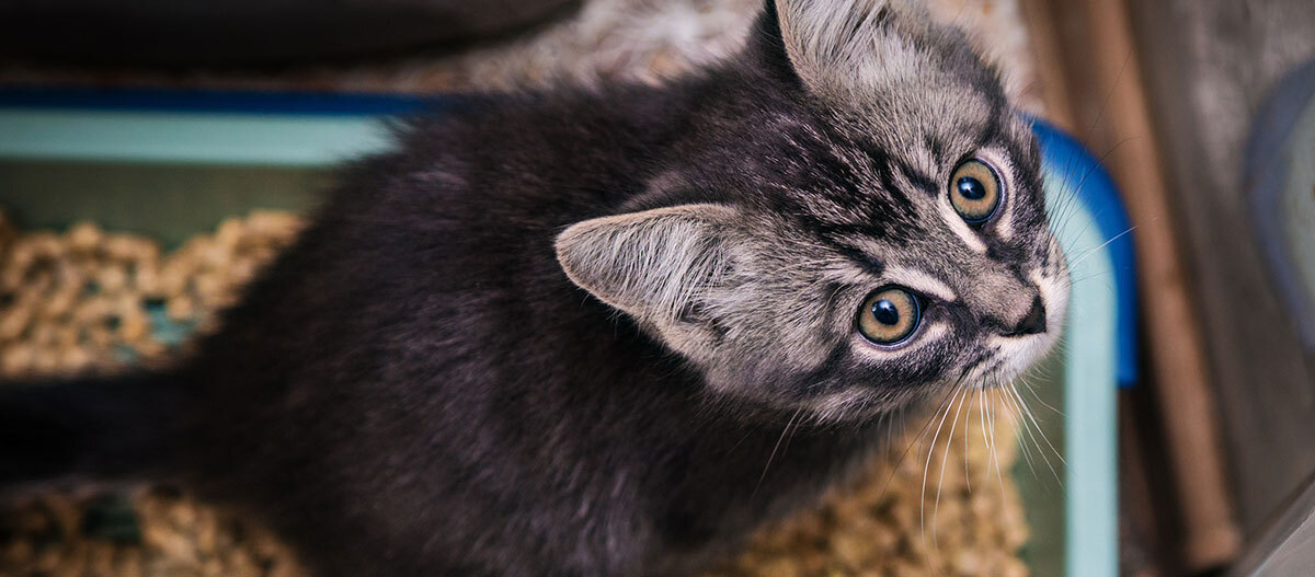 Ratgeber-Katze-Gesundheit_Katzenstreu_KatzePinkelt_1200x527 Niedliches graues Tabby-Kätzchen mit blauen Augen sitzt in einem Katzenstreu-Kasten und schaut neugierig nach oben.