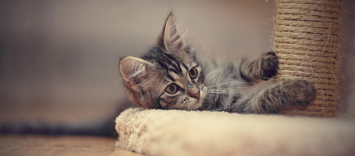 Ratgeber-Katze-Gesundheit_Krallen_1200x527 Niedliches getigertes Kätzchen spielt an einem Sisal-Kratzbaum auf einem weichen Teppichboden