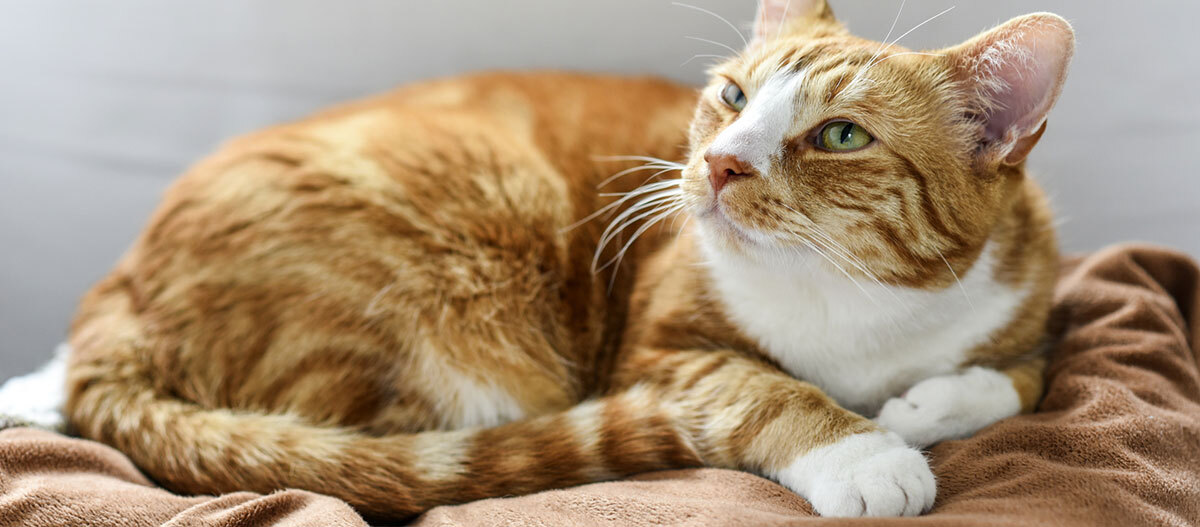 Ratgeber Katze Gesundheit Niereninsuffizienz Eine Katze liegt auf einem Kissen.