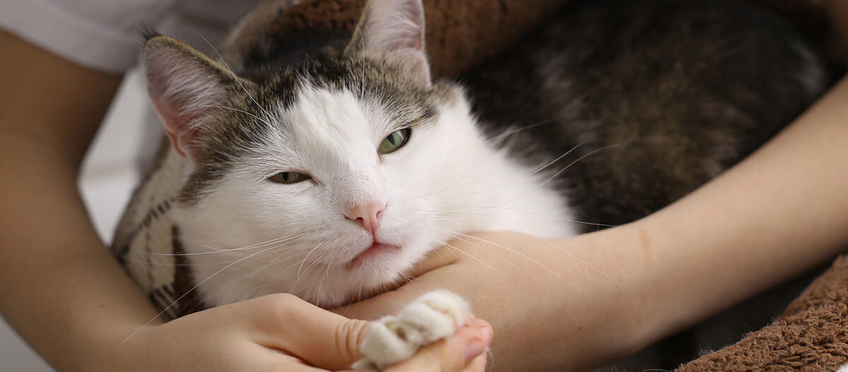 Ratgeber Katze Gesundheit Arthrose Nahaufnahme einer entspannten weißen und grauen Tabby-Katze, die liebevoll von einer Person gehalten wird