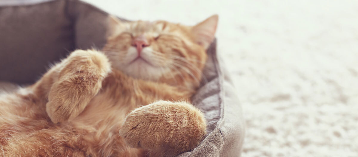 Ratgeber-Katze-Gesundheit_Revier_LiegtaufRücken__1200x527 Eine Katze liegt auf dem Rücken.