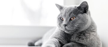 Britisch Kurzhaar Katze mit dichtem grauem Fell und bernsteinfarbenen Augen entspannt liegend vor weißem Hintergrund