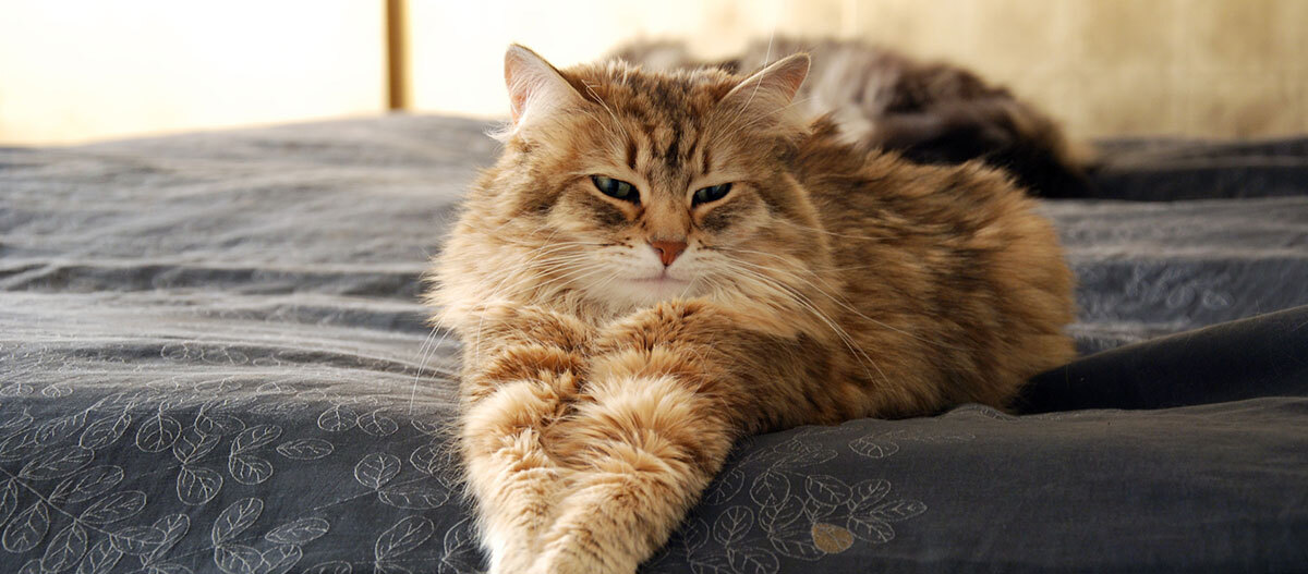 Flauschige braun-beige Katze mit langen Haaren liegt entspannt auf einem dunkelblauen Bettbezug mit Blattmuster