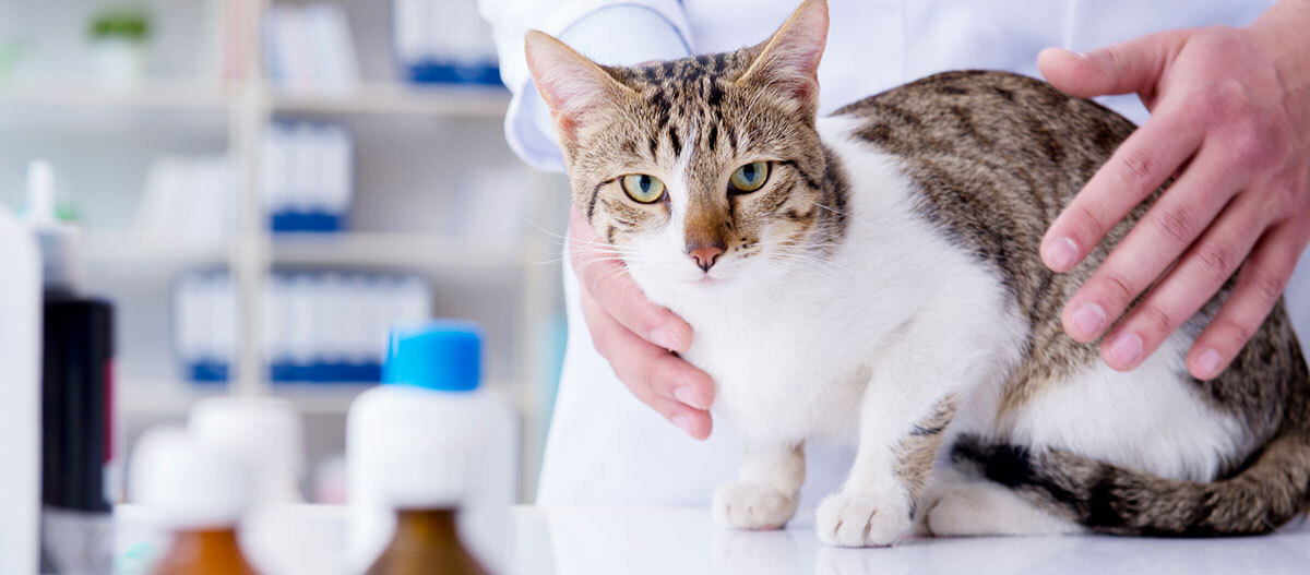 Ratgeber Katze Gesundheit Schnupfen Katze bei der tierärztlichen Untersuchung auf dem Behandlungstisch in der Tierklinik