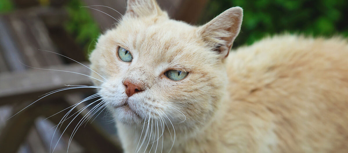 Eine alte Katze schaut in die Kamera Nahaufnahme einer cremefarbenen Katze mit blauen Augen im Garten, fokussiert auf das Gesicht und die Schnurrhaare