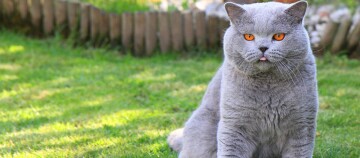 Britisch Kurzhaar Katze mit grauem Fell und orangefarbenen Augen sitzt auf grünem Gras im Garten