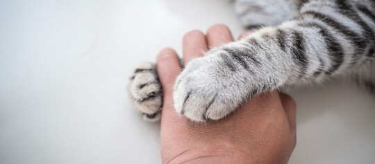 Nahaufnahme einer Katzenpfote, die sanft eine menschliche Hand berührt, symbolisiert Verbindung und Zuneigung zwischen Mensch und Tier