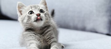 Niedliches graues Tabby-Kätzchen liegt auf einem hellen Sofa und zeigt verspielte Zunge