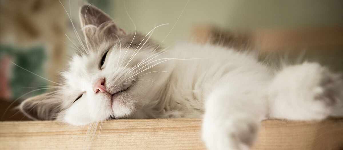 Ratgeber-Katze-Navigation-Schlafen2_1200x527 Ein Kitten schläft auf dem Tisch.