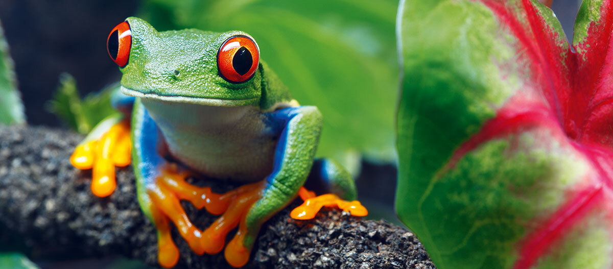 Eine Nahaufnahme eines Frosches. Nahaufnahme eines leuchtend grünen Rotaugenlaubfroschs mit roten Augen und orangefarbenen Zehen auf einem Ast vor grünem und rot gefärbtem Laub