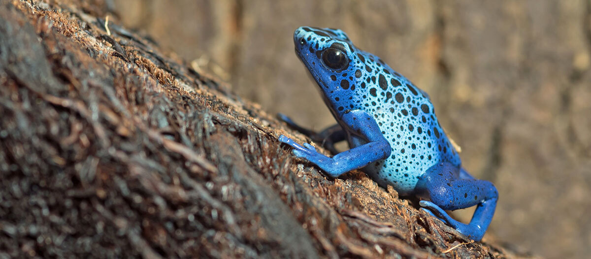 Der Azurblaue Baumsteiger (Dendrobates tinctorius azureus) gehört zu den beliebtesten Pfeilgiftfröschen in der Terraristik.