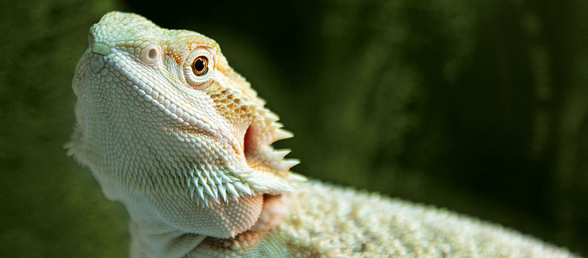 Ratgeber-Terra-Leguan-gruenlich_1200x527 Nahaufnahme eines Bartagamen mit detaillierten Schuppen und grünem Hintergrund