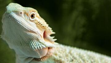 Ratgeber-Terra-Leguan-gruenlich_1200x527 Nahaufnahme eines Bartagamen mit detaillierten Schuppen und grünem Hintergrund