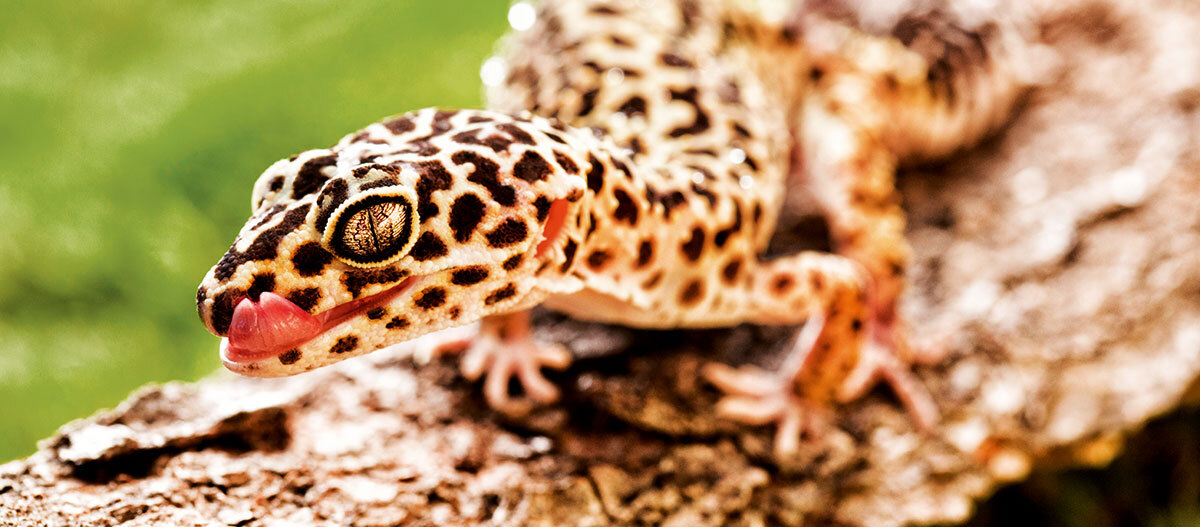 Ratgeber-Terra-Leopardengecko Nahaufnahme eines Leopardengeckos mit gesprenkeltem Muster, der seine Zunge herausstreckt, sitzend auf einem Holzstück vor grünem Hintergrund.