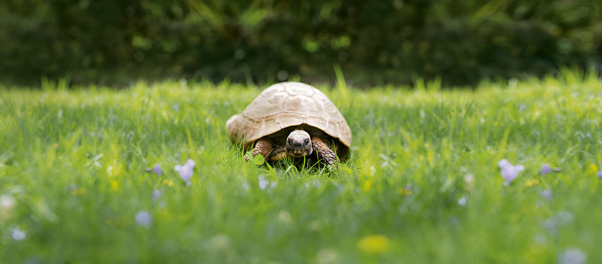 Eine Sildkröte läuft auf einer Wiese.