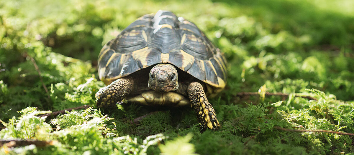 Ratgeber-Terra-Schildkröte_1200x527 Eine Schilkröte.