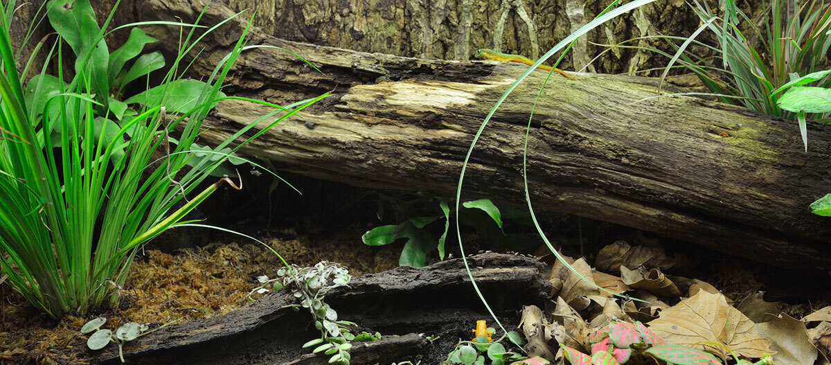 Terrarium mit Holzstamm Natürlicher Waldboden mit altem Baumstamm, Moos, trockenen Blättern und grünen Pflanzen im Unterholz