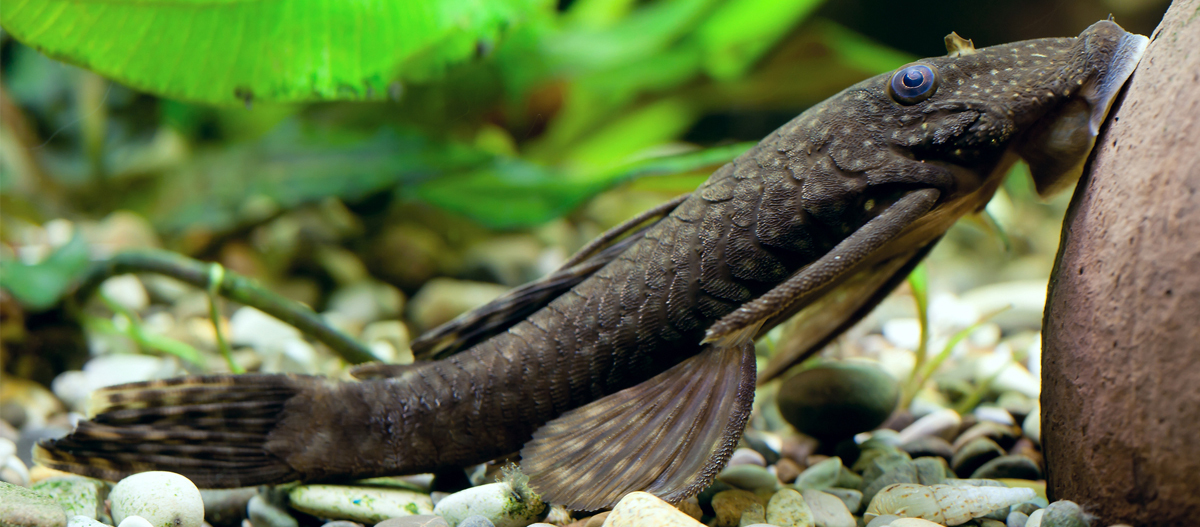 Ratgeber_Aqua_Antennenwels_1200x527 Nahaufnahme eines braunen Plecostomus-Fisches, der mit seinem Saugnapf-Mund an einem Stein im Aquarium haftet, um Algen zu fressen.