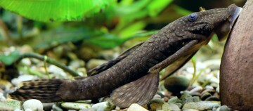 Nahaufnahme eines braunen Plecostomus-Fisches, der mit seinem Saugnapf-Mund an einem Stein im Aquarium haftet, um Algen zu fressen.